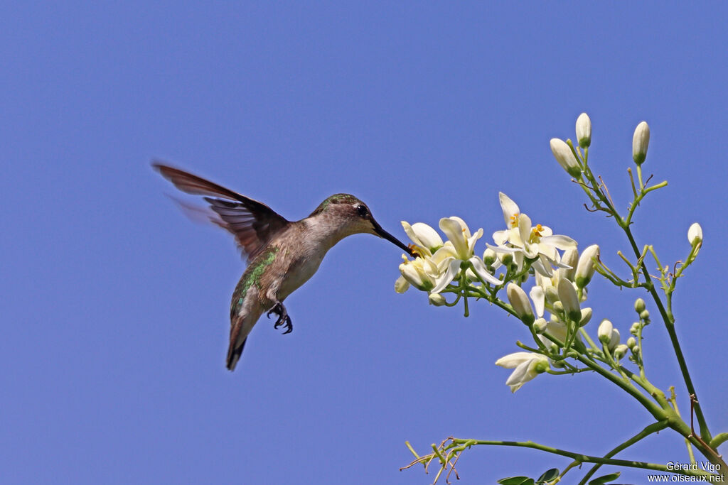 Colibri à gorge rubis femelle adulte
