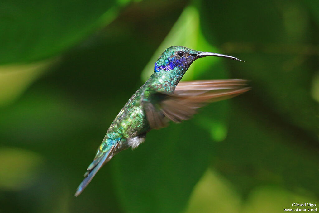 Colibri d'Anaïs