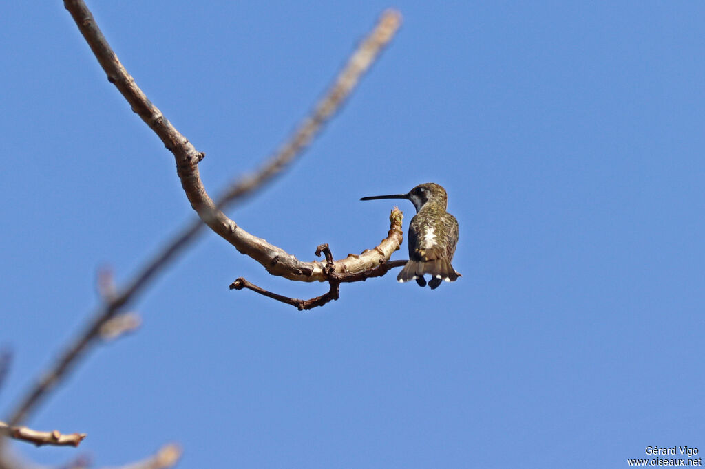 Colibri de Constantadulte