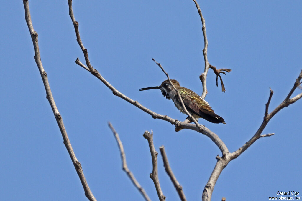 Colibri de Constantadulte