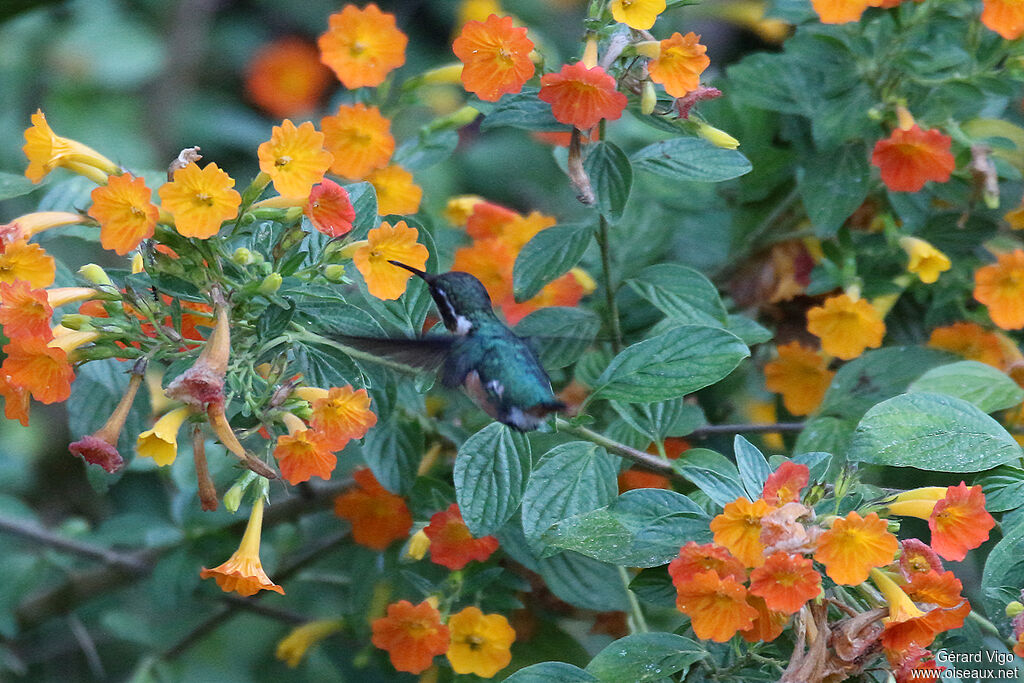 Colibri de Santa Marta