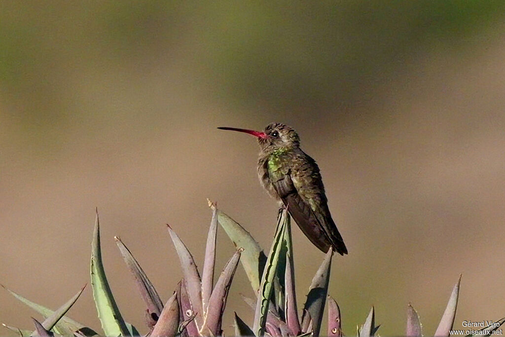 Colibri sombreadulte
