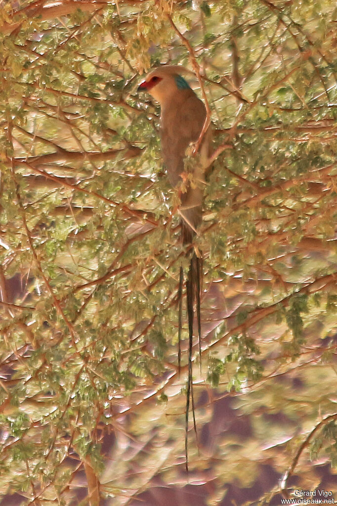 Blue-naped Mousebirdadult