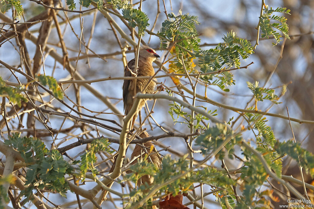 Coliou quirivaadulte