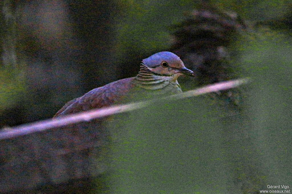 White-throated Quail-Doveadult