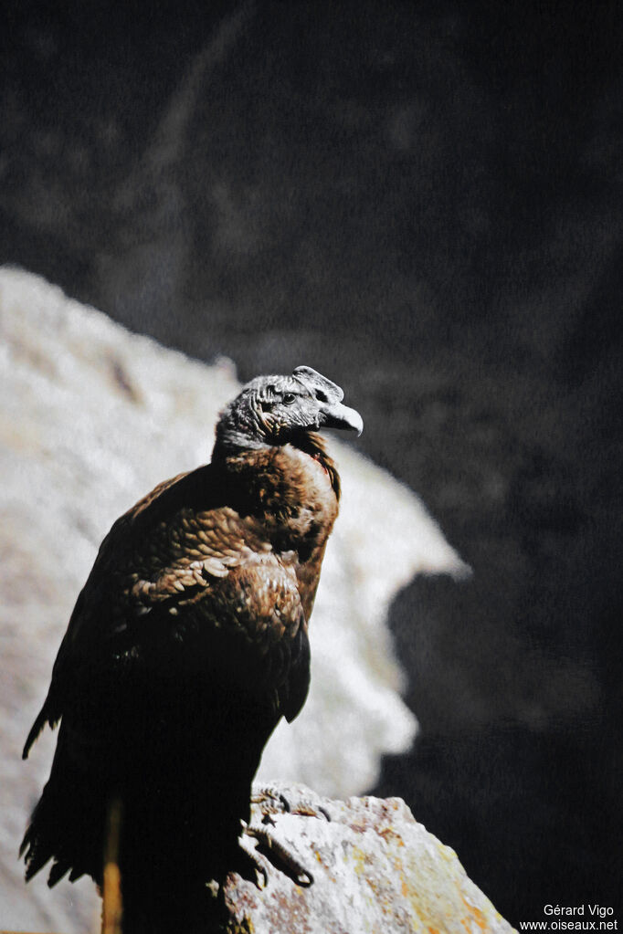 Condor des Andes mâle immature