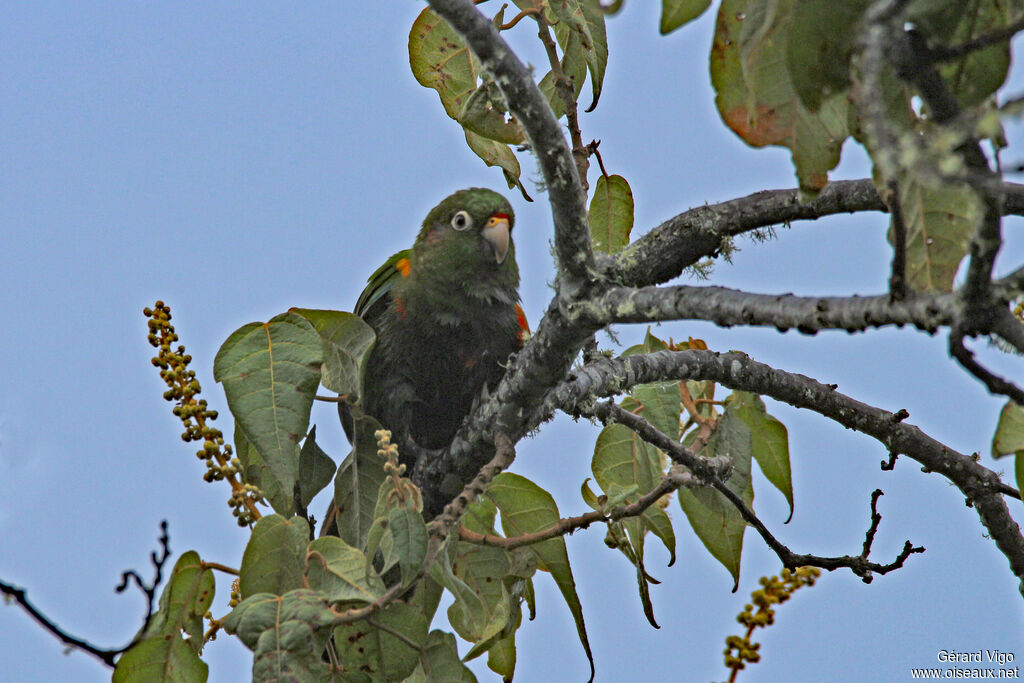 Conure de Santa Marta