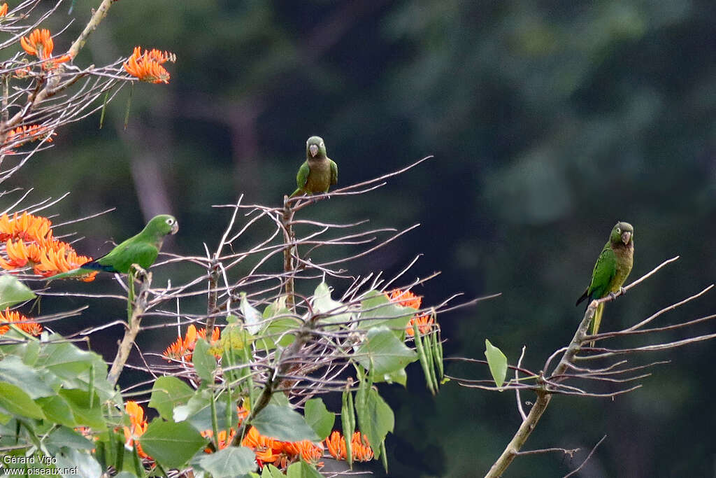Olive-throated Parakeetadult, habitat, pigmentation