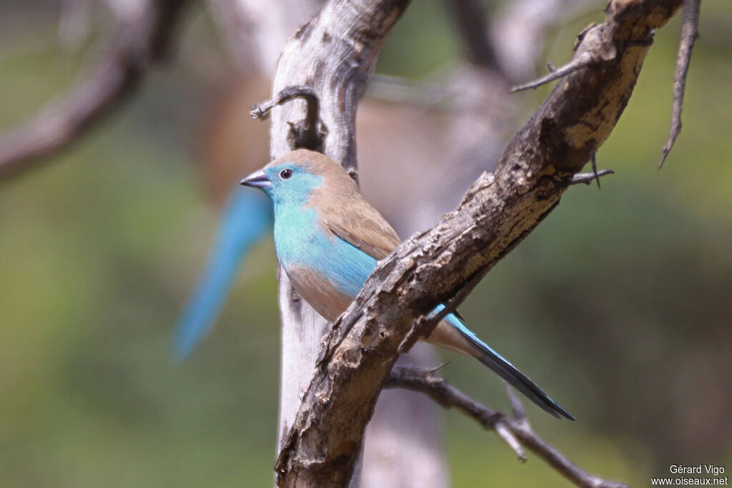 Cordonbleu de l'Angola