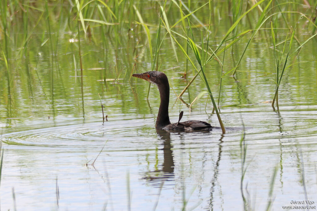 Cormoran africainadulte
