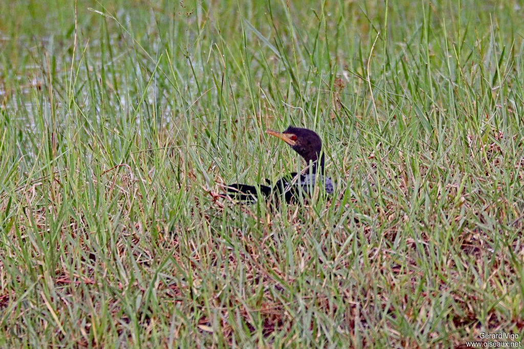 Cormoran africainadulte