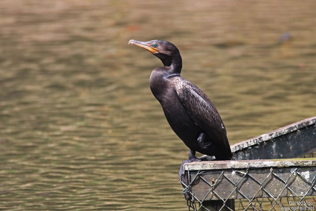 Neotropic Cormorantadult