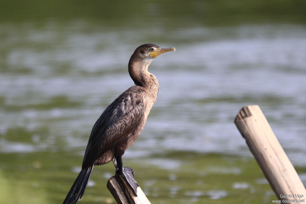 Cormoran vigua