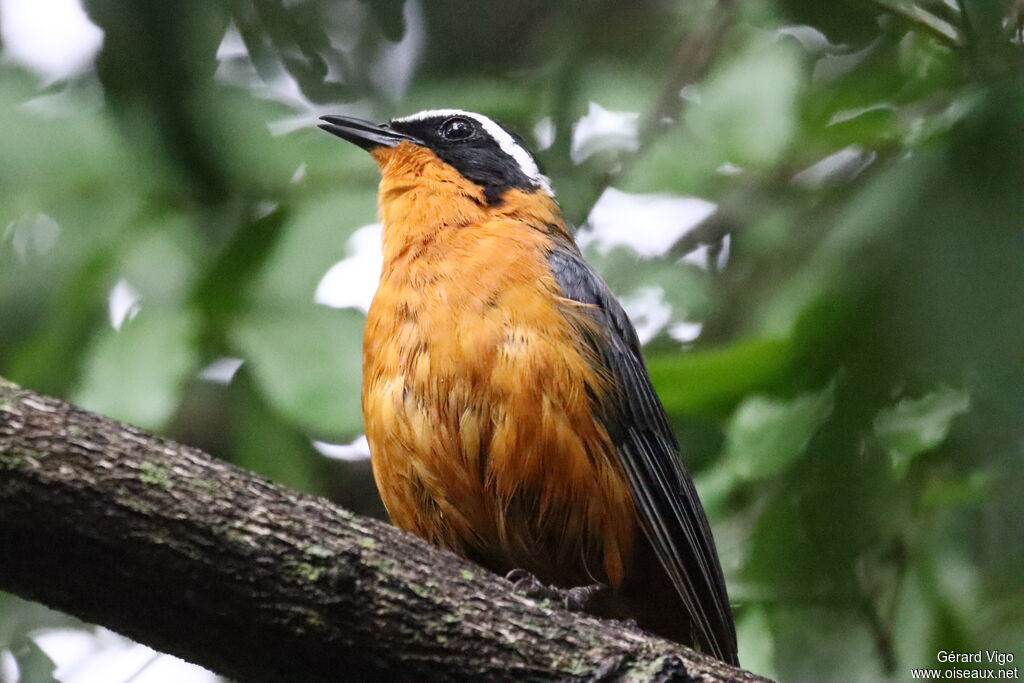 Cossyphe de Heuglinadulte