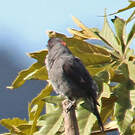 Cotinga à huppe rouge