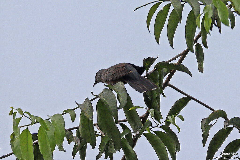Sahul Brush Cuckooadult