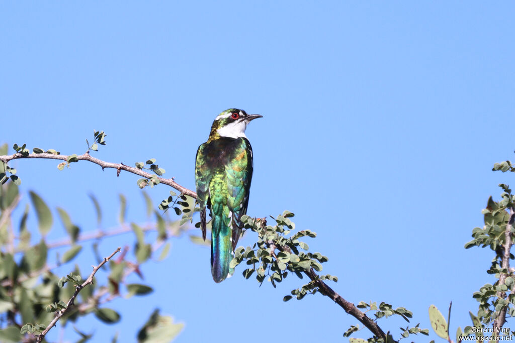 Coucou didric mâle adulte