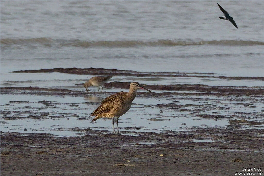 Courlis hudsonienadulte