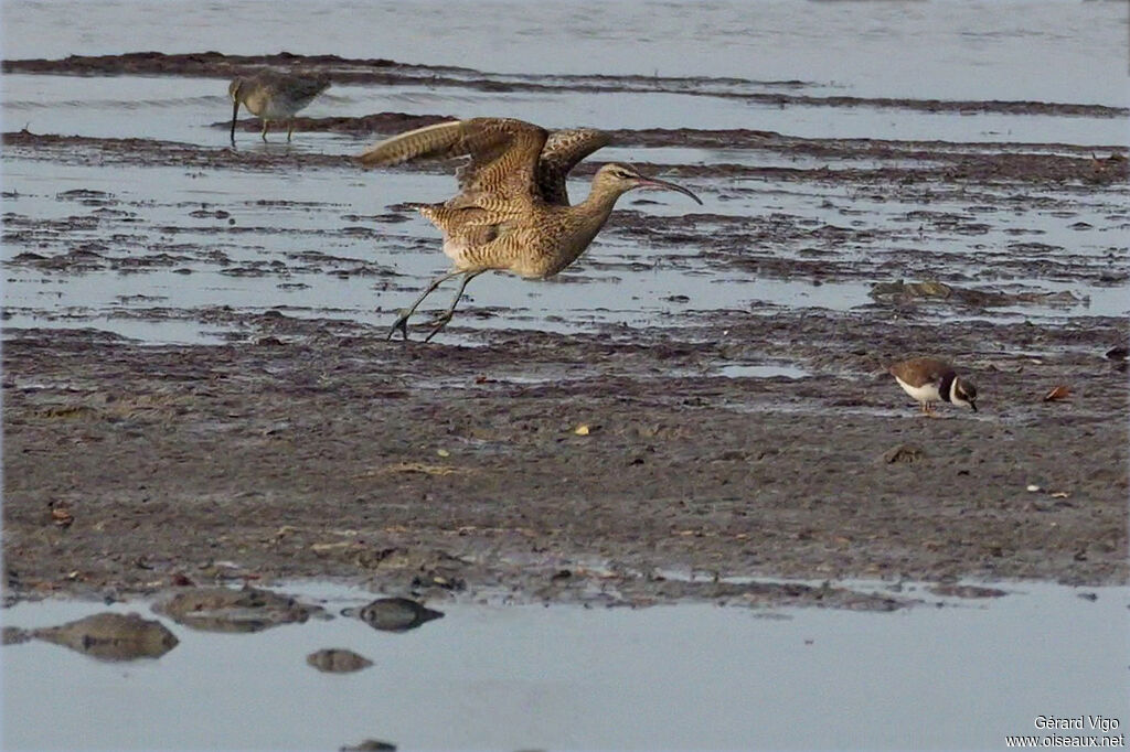 Courlis hudsonienadulte