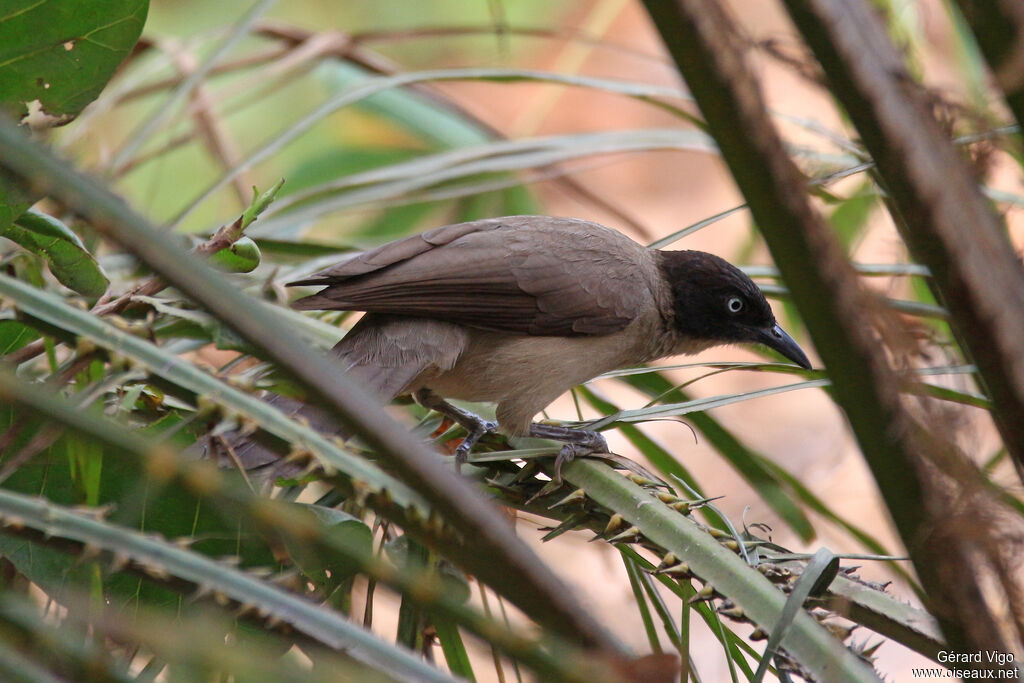 Blackcap Babbleradult