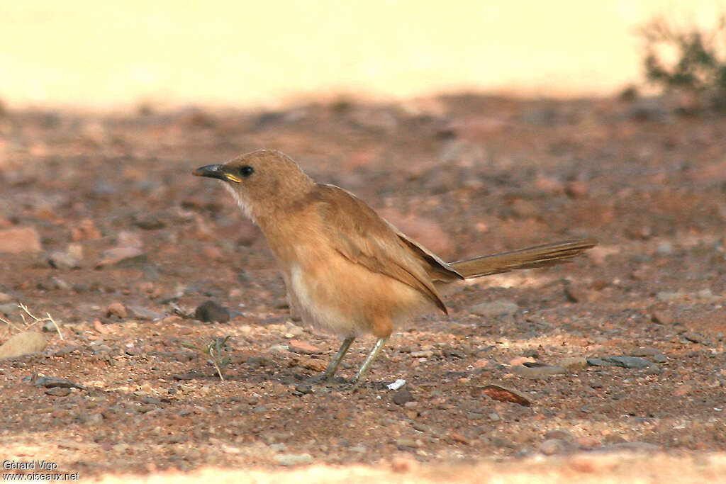 Cratérope fauveadulte, identification