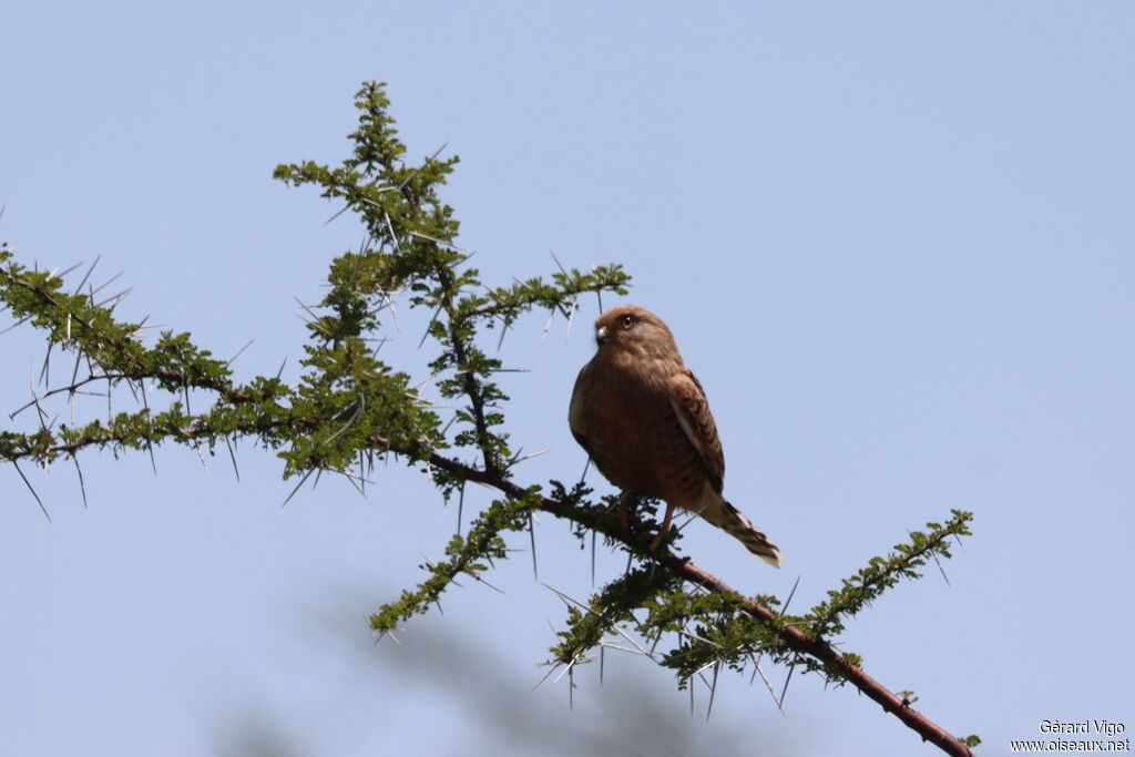 Crécerelle aux yeux blancsadulte