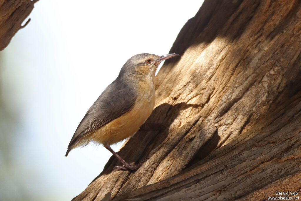 Crombec à long becadulte