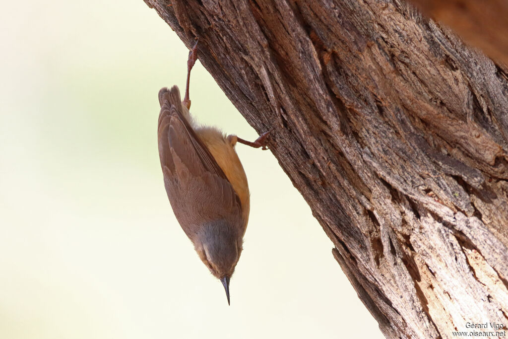 Crombec à long becadulte