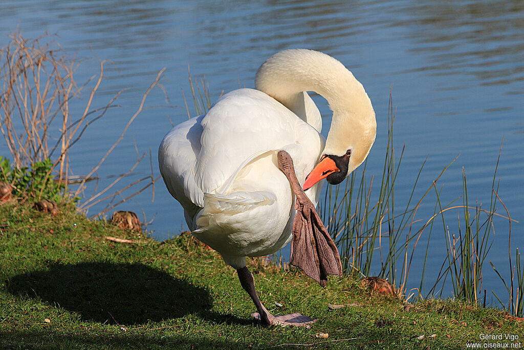 Cygne tuberculéadulte