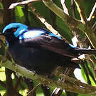 Dacnis à cuisses rouges