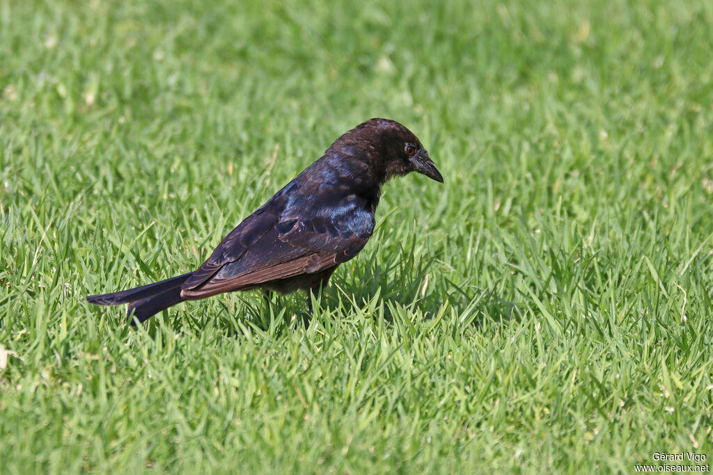 Drongo brillantadulte