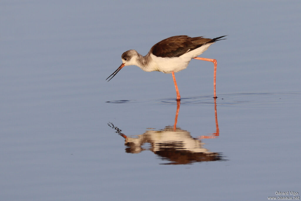 Black-winged Stiltimmature