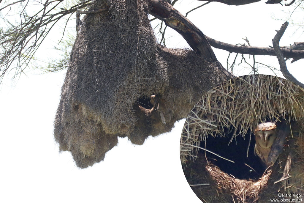 Effraie des clochers - Chouette effraie<br />adulte, Nidification