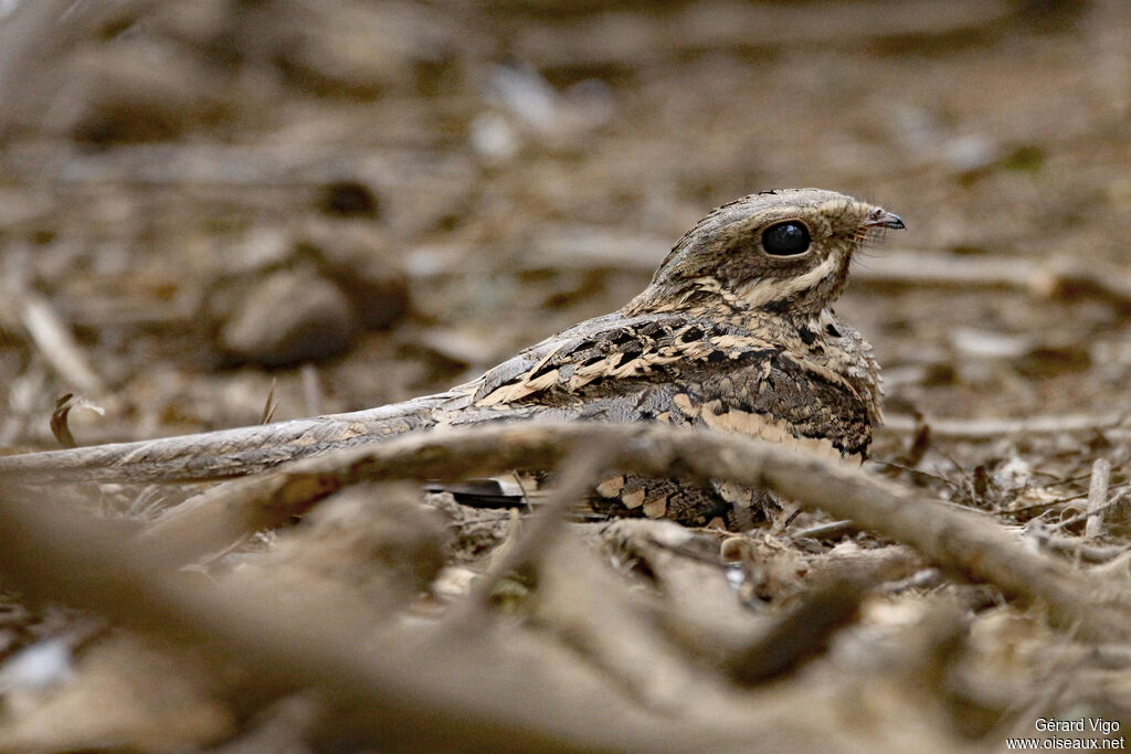 Engoulevent à longue queueadulte, portrait