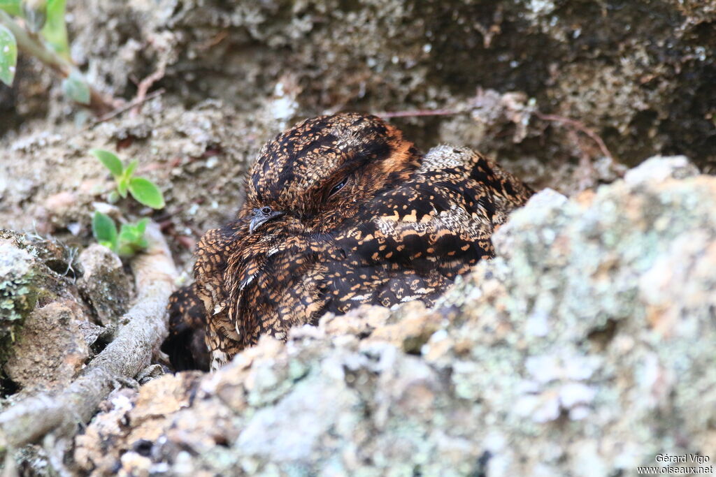 Lyre-tailed Nightjar female adult, Reproduction-nesting
