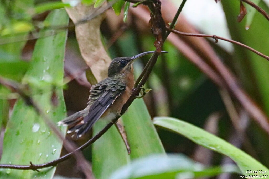 Rufous-breasted Hermitadult