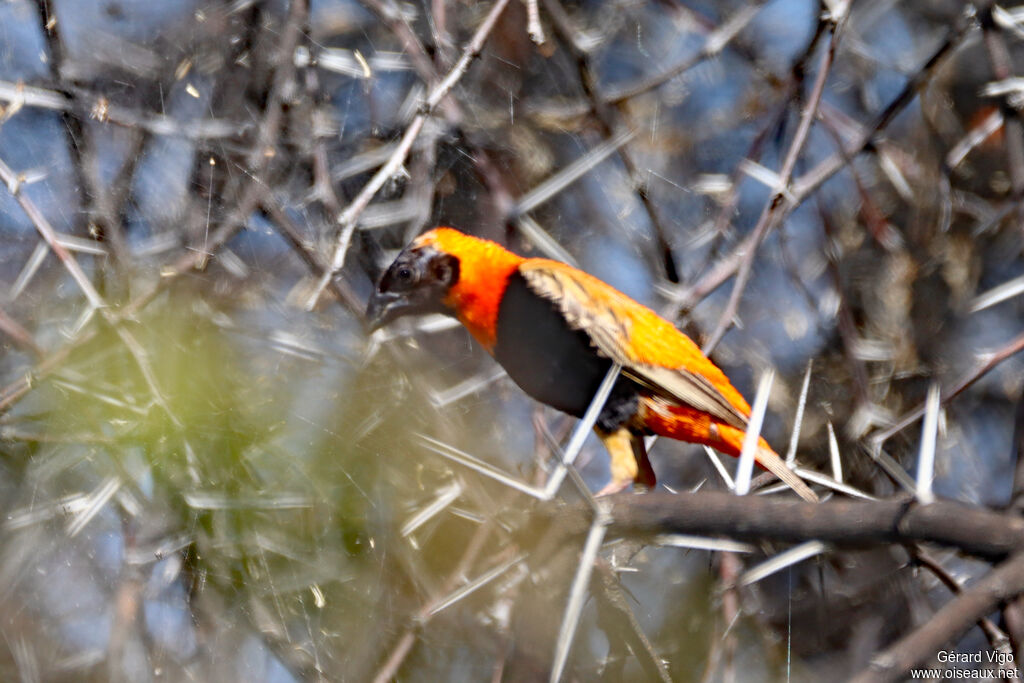 Euplecte ignicolore mâle adulte