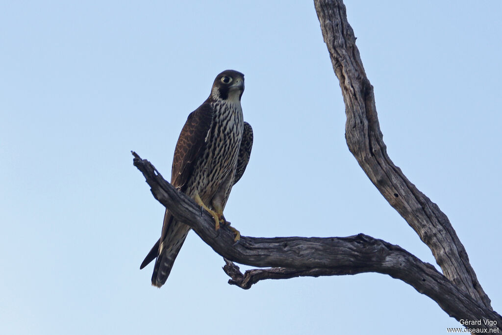Faucon pèlerin1ère année