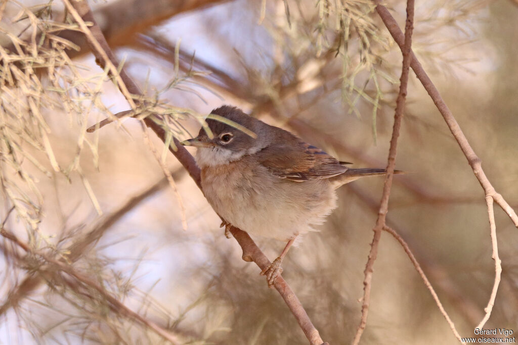 Spectacled Warbler male adult