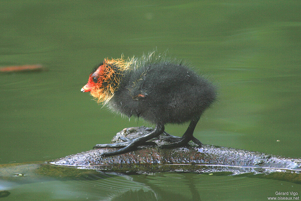 Eurasian Cootjuvenile