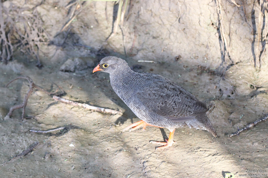 Francolin à bec rougeadulte