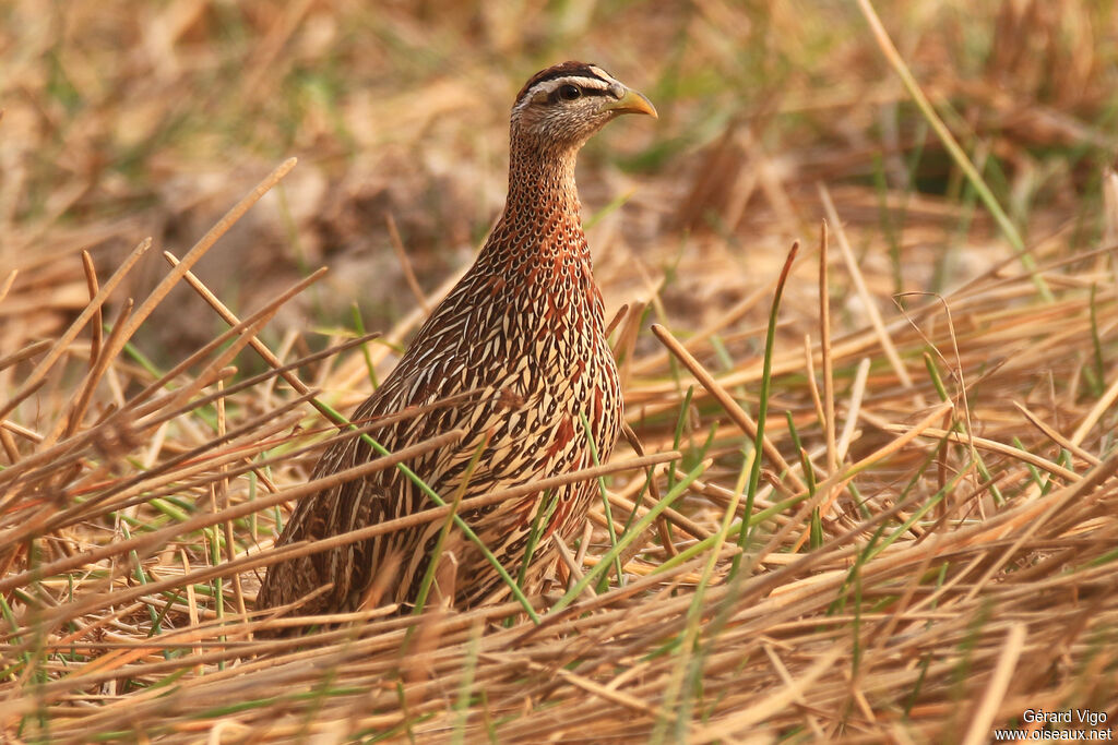Francolin à double éperonadulte