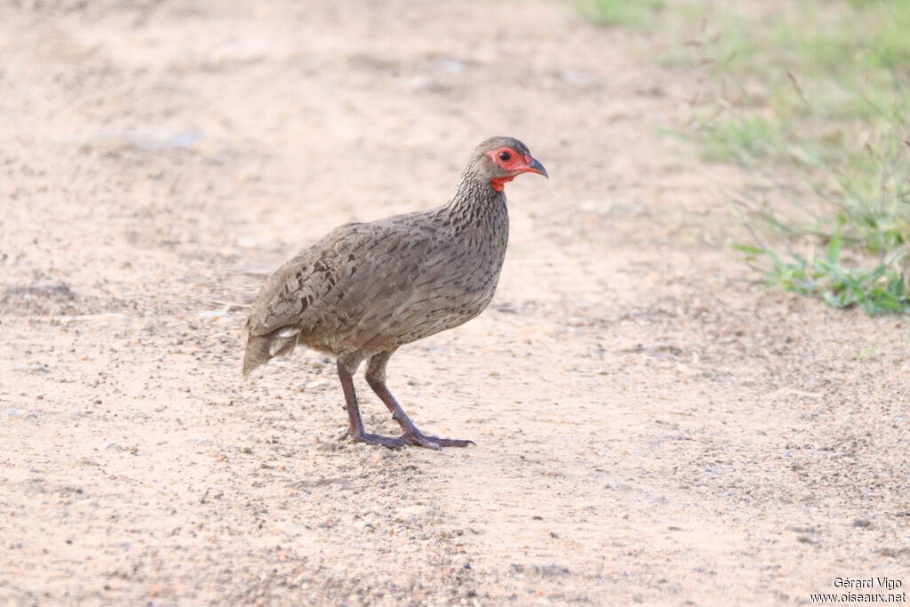 Francolin de Swainsonadulte