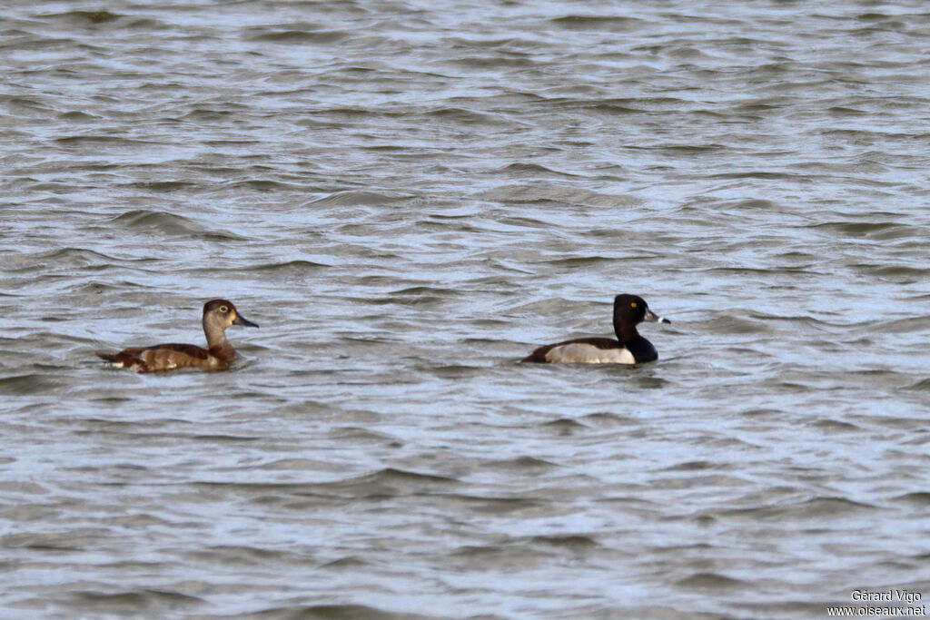 Fuligule à bec cerclé - Fuligule à collier<br />adulte