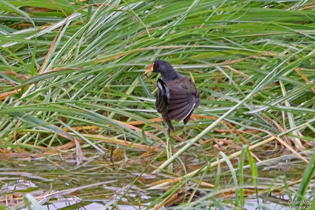 Gallinule africaineadulte