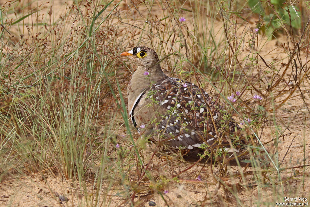 Ganga bibande mâle adulte
