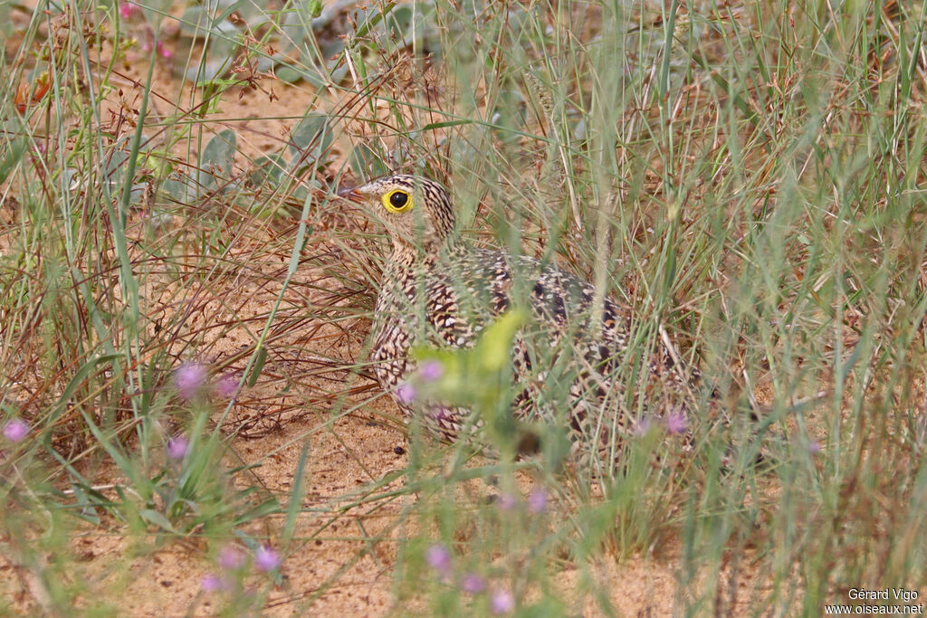 Ganga bibande femelle adulte