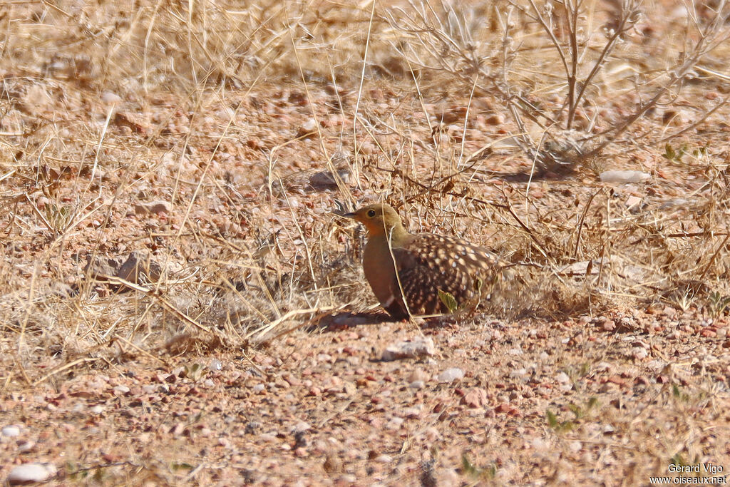 Ganga namaqua mâle adulte