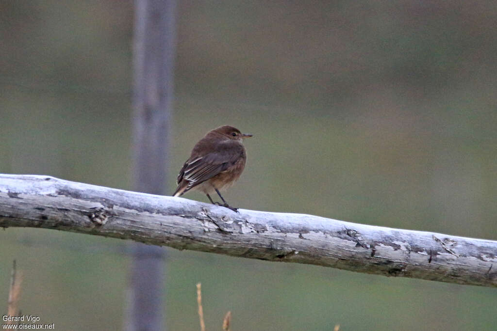 Gaucho à bec noirjuvénile, identification