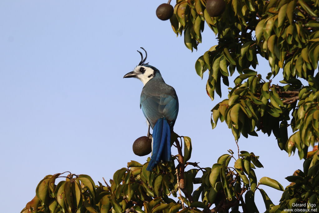 Geai à face blancheadulte